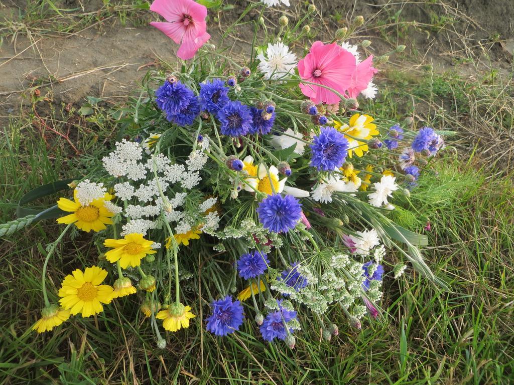 Boerderijcamping Plantlust Veere Rum bild